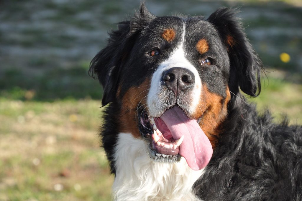 bernese mountain dog g14eee0cb4 1280