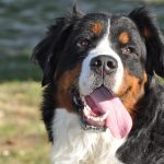 Bildnachweis 17 Berner Sennenhund